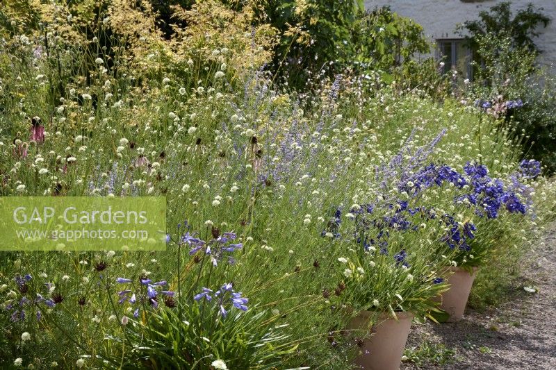 Scabiosa ochroleuca combined with Agapanthus, Echinacea and Stipa gigantea to give a relaxed wildflower meadow feel