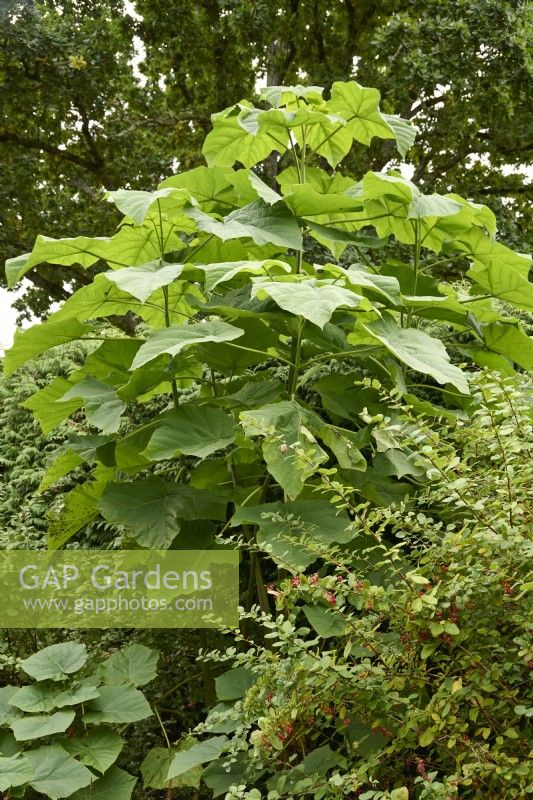 Paulownia fargesii pollarded each year to create big leaves