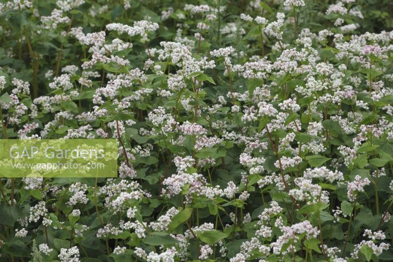 Fagopyrum esculentum - Buckwheat grown as a green manure crop
