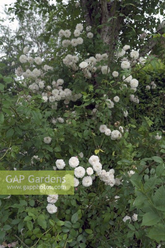 Rosa 'Felicite Perpetue' - Rambler Rose climbing through a Betula Birch tree