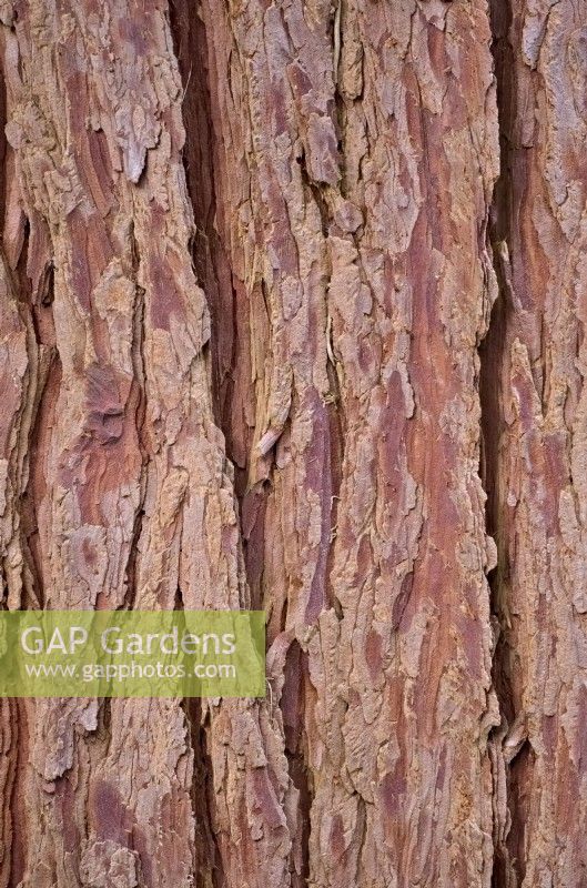 Calocedrus decurrens -  tree bark of the Incense Cedar