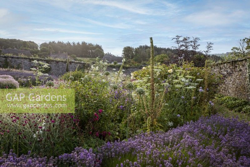 Bee friendly walled garden with rows of Lavender and Lychnis coronaria, Rose Campion, Ammi majus and foxgove seed heads in mid summer