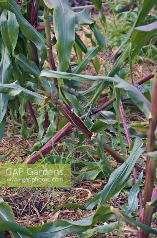 Zea mais - Coloured sweetcorn crop badly damaged by Badgers - Meles meles