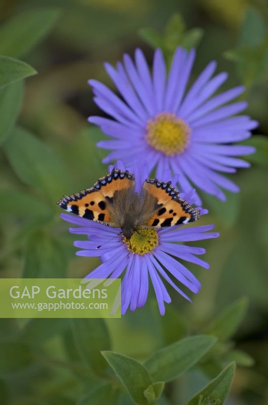 Aster x frikartii 'Monch' with Small Tortoiseshell butterfly - Aglais urticae pollinating