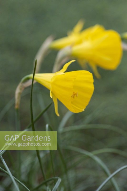 Narcissus bulbocodium, hoop petticoat daffodil, flowers in March