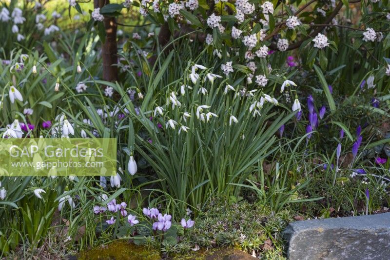 A clump of Galanthus 'Green Arrow', a late, tall snowdrop with charming neat flowers held on short pedicels.