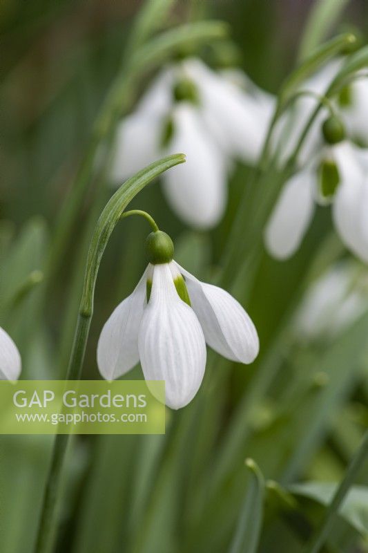 Galanthus 'Melanie Broughton', a mid to late season snowdrop with rounded,  chunky flowers on tall stems above broad, strap-like leaves.