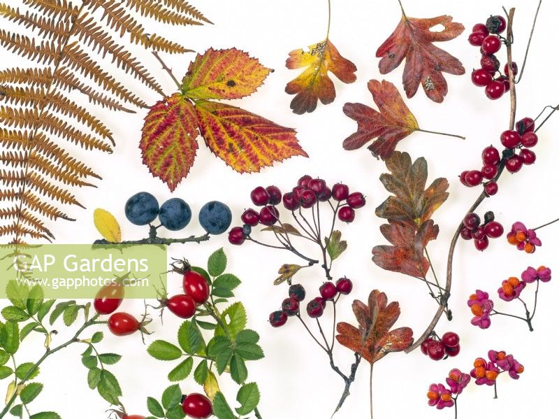  Hawthorn berries Crataegus monogyna, Blackthorn Prunus spinosa,Spindle; Dog Rose Hips, Bramble leaves Rubus fruticosus and Bracken 