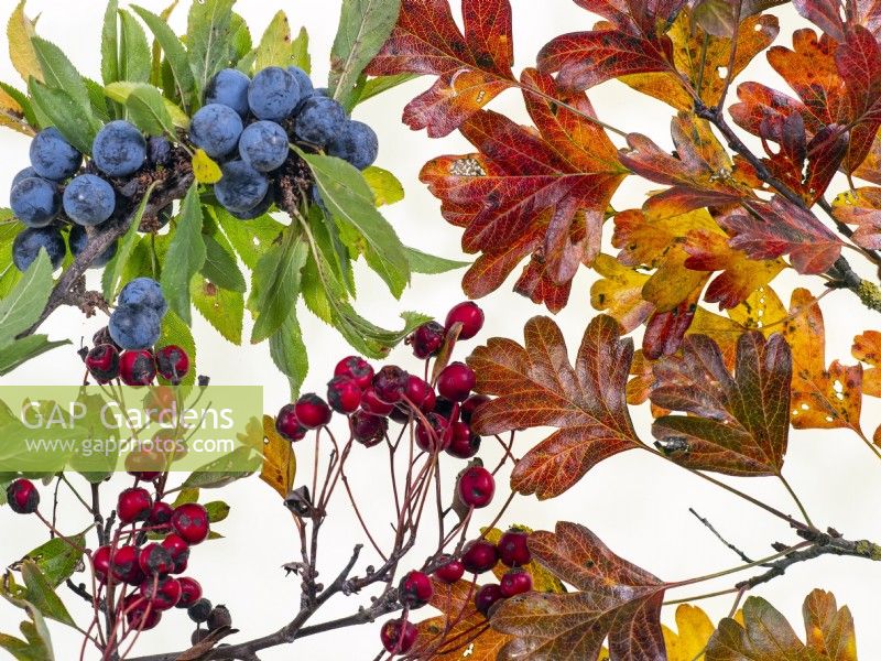  Hawthorn berries Crataegus monogyna and Blackthorn Prunus spinosa 