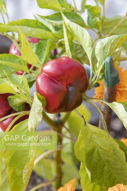 Capsicum 'Topepo Rosso' - Sweet Pepper