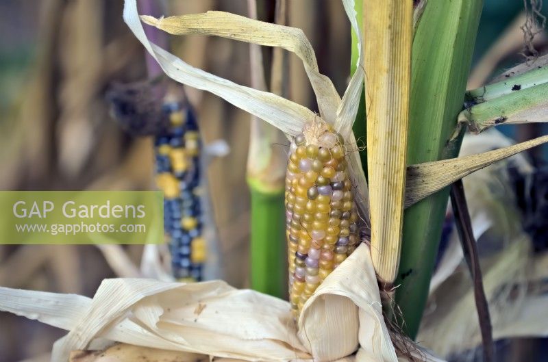 Zea mais 'Glass Gem' - Indian Corn