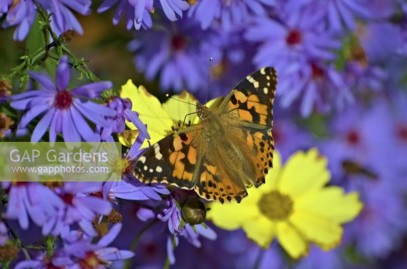 Vanessa cardui - Painted Lady butterfly nectaring on Coreopsis 'Full Moon' growing among Symphyotrichum 'Little Carlow' syn. Aster 'Little Carlow'