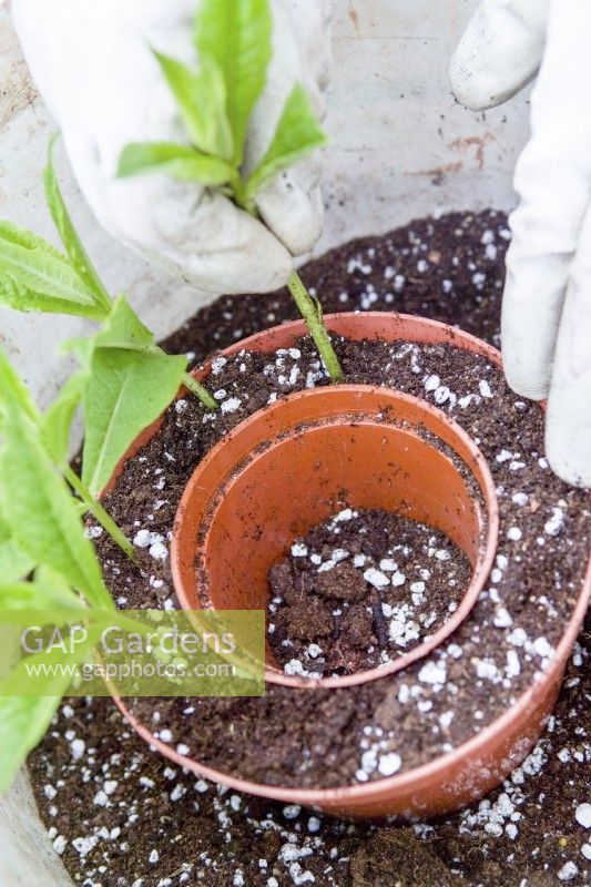 Placing semi-ripe cuttings into a mix of potting compost and perlite
