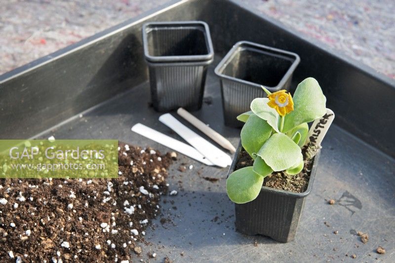 Potting tray with compost mix and a Primula auricula 'Chorister' before dividing
