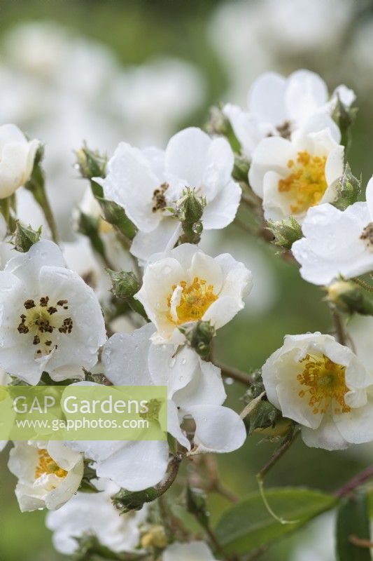 Rosa 'Rambling Rector', a vigorous rambling rose bearing masses of white single flowers with golden stamens.