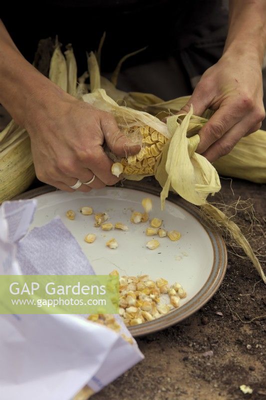 Home saving seed from an open pollinated - non F1 hybrid sweet corn - Zea mays cultivar