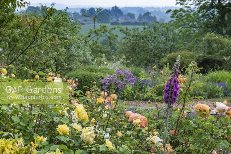 View from the front garden towards the Shropshire hills, over foxgloves, thalictrum, yellow Rosa 'The Poet's Wife' and orange Rosa 'Lady of Shalott'.