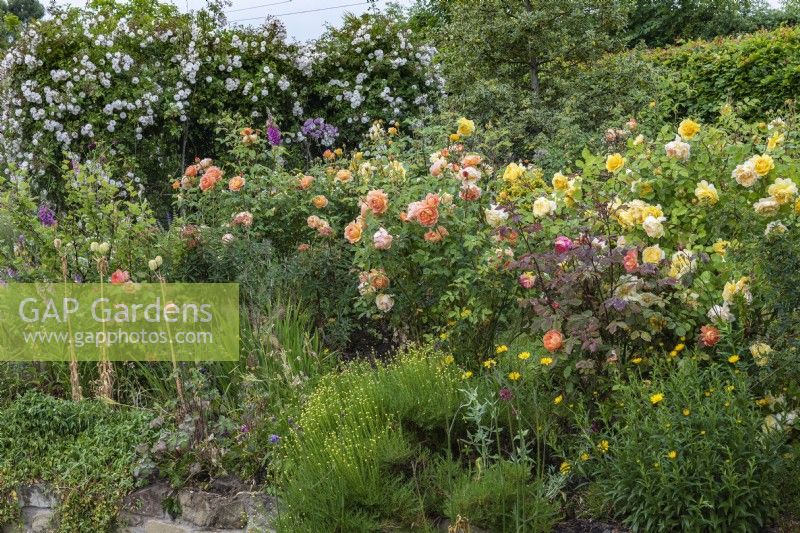 A border planted with yellow Rosa 'The Poet's Wife' and orange Rosa 'Lady of Shalott'. Behind, a pergola dripping with Rosa 'Adelaide d'Orleans'.
