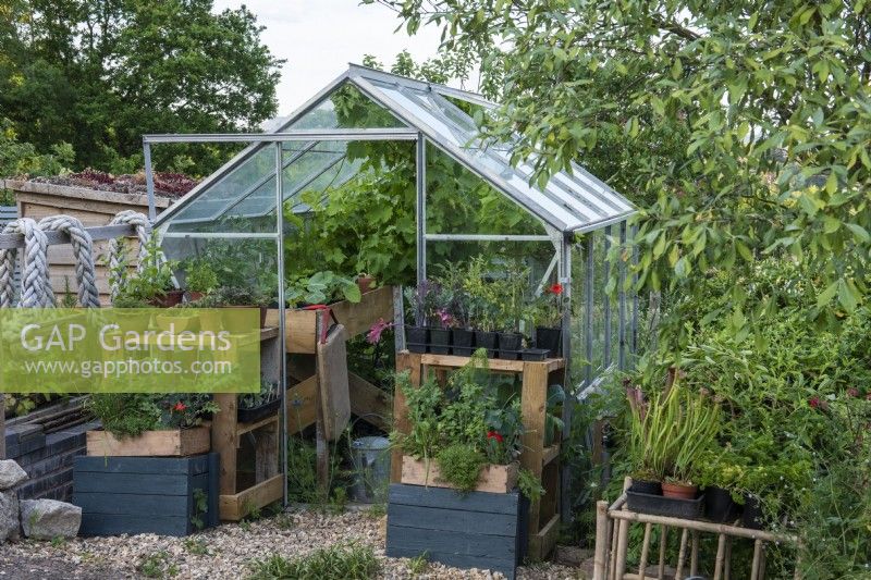 Free-standing greenhouse packed with young vegetables, herbs and a vine.