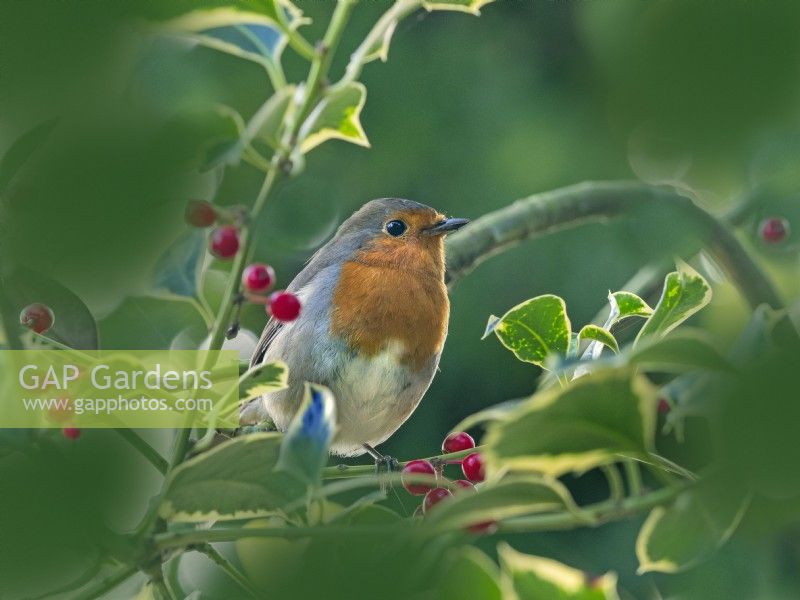 Robin Erithacus rubecula on branch in  Ilex - holly tree Mid October