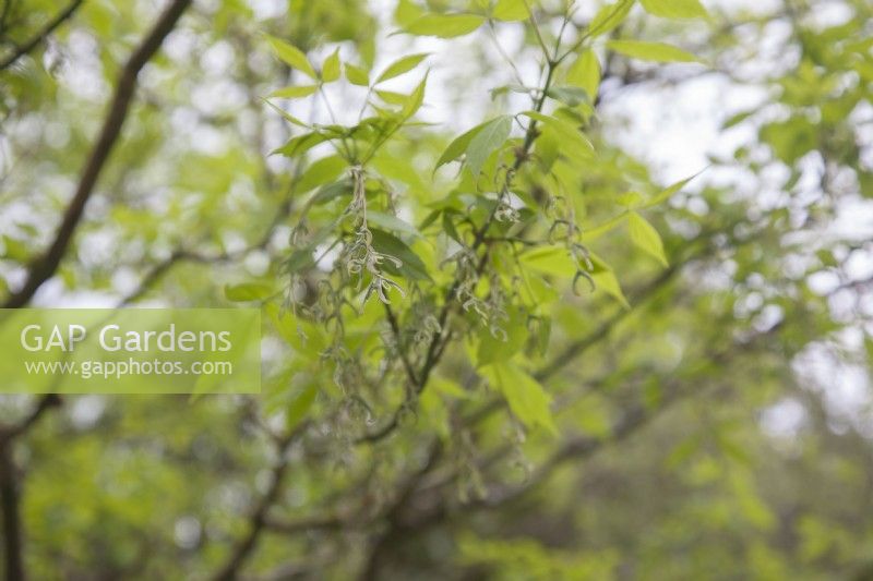 Acer negundo - ash-leaved maple - box-elder - May. Female flowers on dioecious tree.