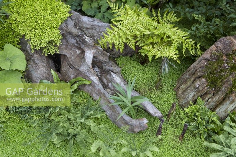 Woodland planting with Soleirolia soleirolii and ferns. Summer. May.