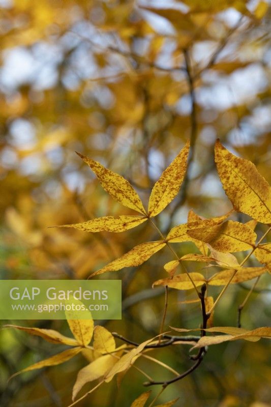 Carya pallida - Sand hickory tree foliage in autumn