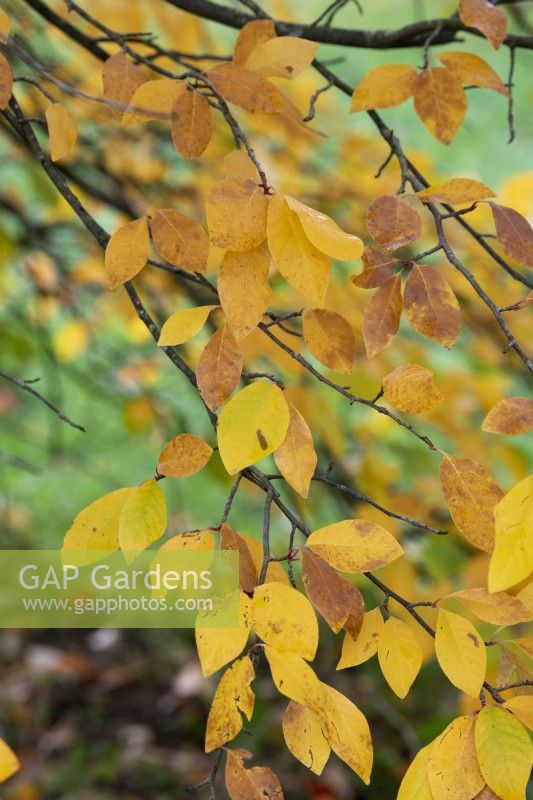 Nyssa sylvatica 'Sheffield Park' - Black gum foliage in autumn