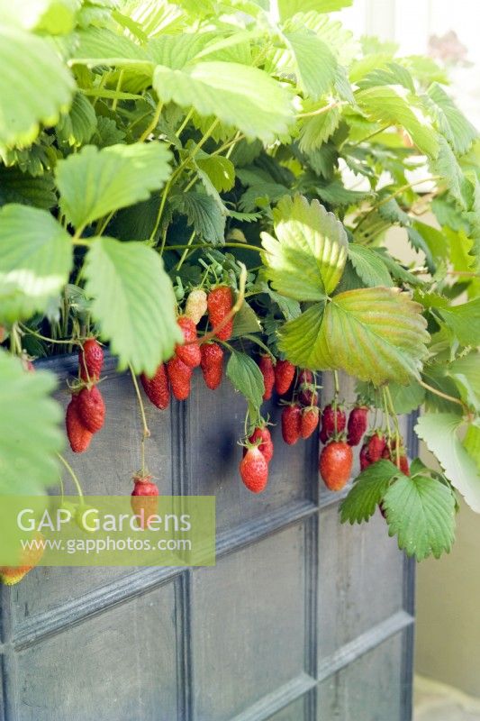 Large lead planter filled with fruiting strawberry plants