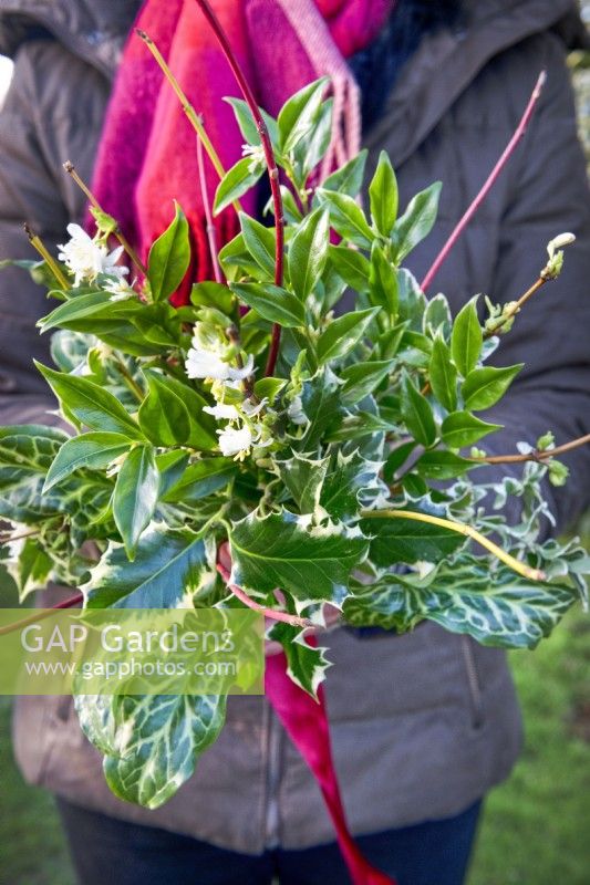 Gardener holding clipped holly, arum foliage, red cornus, dogwood stems and winter flowering honeysuckle to create a Christmas wreath