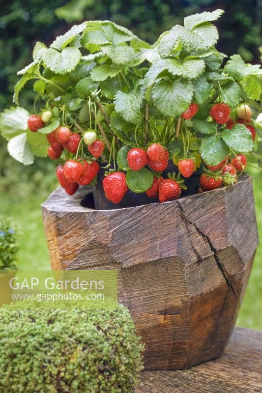 Marnie Moyle wood planter with strawberries, Fragaria ananassa