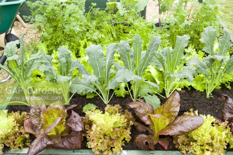 Heritage vegetable seed varieties planted in a small raised bed including Tuscan kale, parsley and lettuce 'Nymans Red'.