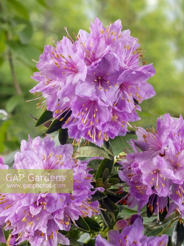 Rhododendron hippophaeoides Fimbriatum Group, spring May