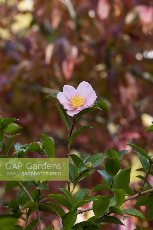 Camellia sasanqua 'Super Rosea' 