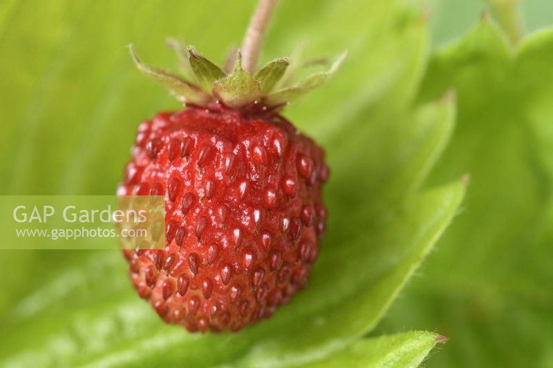 Fragaria vesca  'Alexandra'  Alpine strawberry  May
