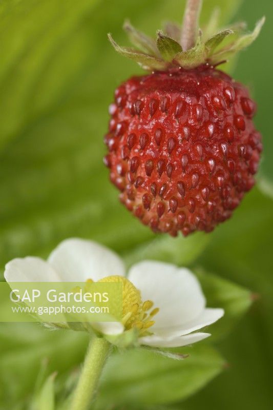 Fragaria vesca  'Alexandra'  Alpine strawberry fruit and flower  May