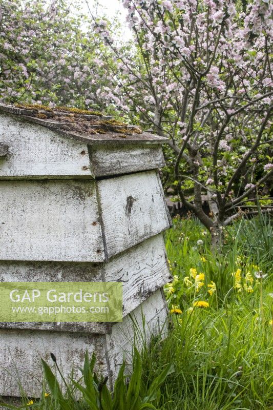 White wooden beehive in long grass with cowslips and fruit trees in blossom.