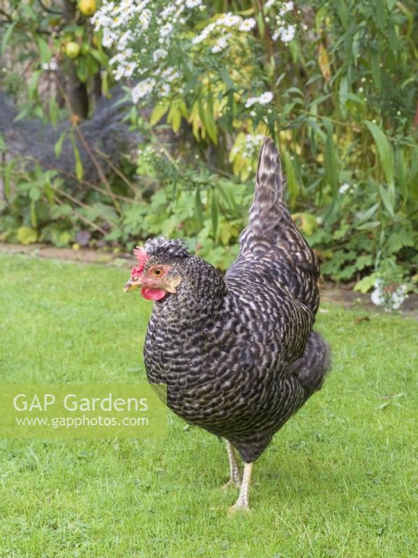 Legbar cross chicken on garden lawn