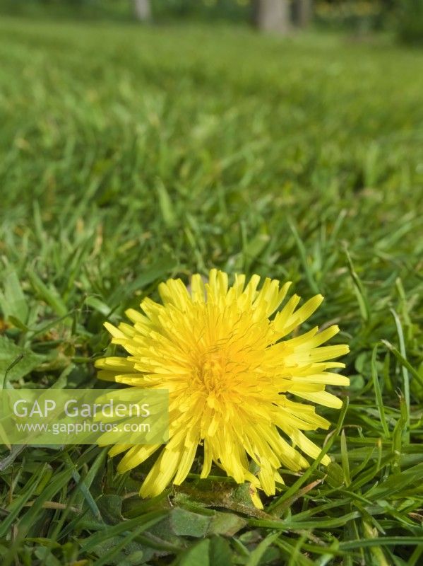 Taraxacum officinale - Dandelion in lawn