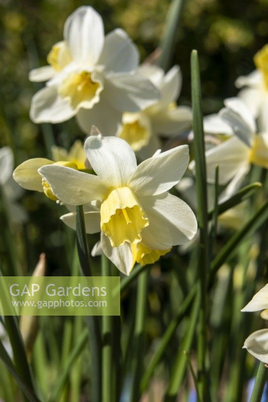 Narcissus 'Sailboat' - daffodils - March