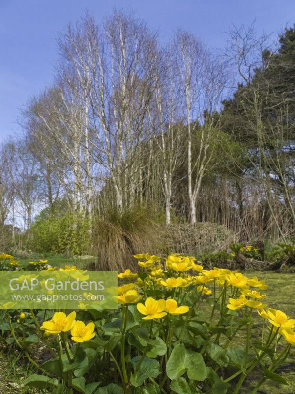 Caltha palustris - Kingcup, Marsh marigold with silver birch trees behind