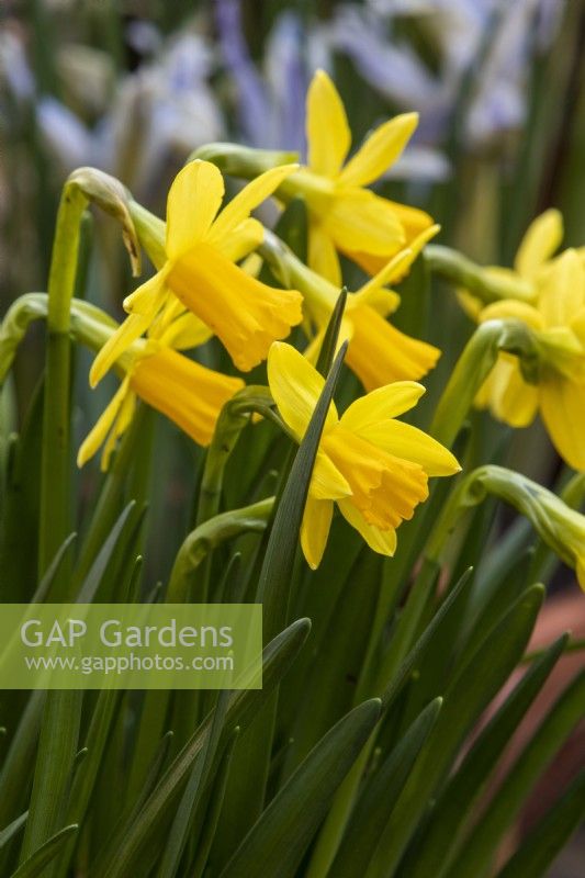 Narcissus 'Tete a Tete' - daffodils - February