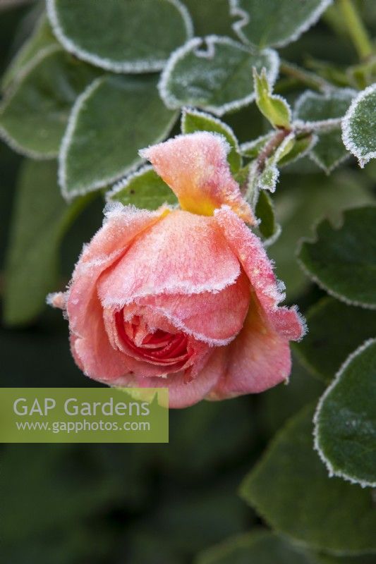 Frost on flower of Rosa 'It's a Wonderful Life' - Rose of the Year 2021 - Dictwix - breeder Colin Dickson