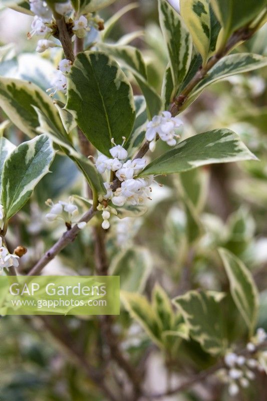 Osmanthus heterophyllus 'Variegatus' - holly olive - November