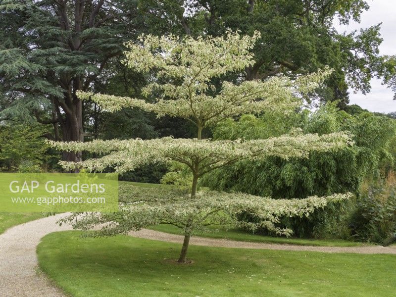 Cornus controversa 'Variegata' - Sezincote gardens, Moreton-in-Marsh, Gloucestershire