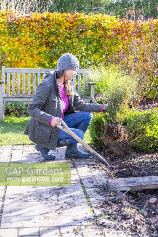Woman using fork to dig up box hedge