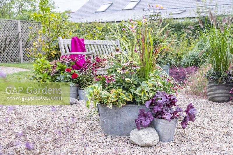 Metal bath planted with Imperata 'Red Baron', Carex 'Feather Falls', Lonicera 'Strawberries and Cream', Echinacea 'Sombrero Halo White Purple', Houttuynia 'Chameleon', Anemone 'September Charm' with Heuchera 'Wildberry' planted in a metal bucket