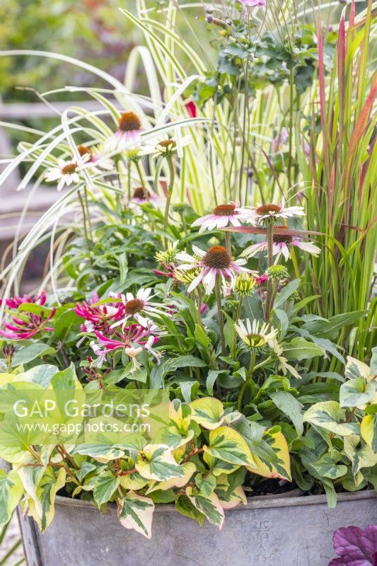 Metal bath planted with Imperata 'Red Baron', Carex 'Feather Falls', Lonicera 'Strawberries and Cream', Echinacea 'Sombrero Halo White Purple' and Houttuynia 'Chameleon'