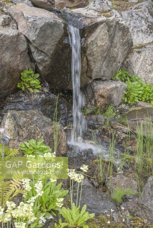 Small waterfall feeding rocky pond. Marginals.  Primula florindae syn. Tibetan Primula.