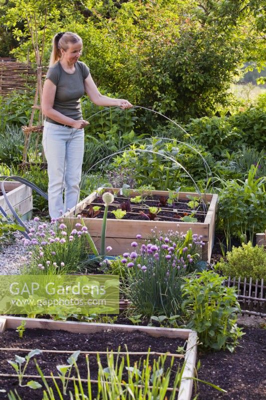 Woman placing metal arches over vegetable seedlings in raised bed.